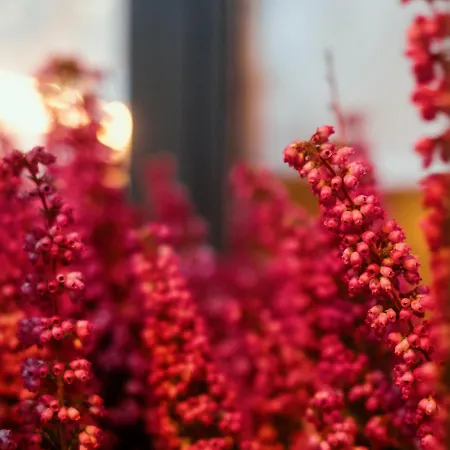 Heather's * Bassano del Grappa